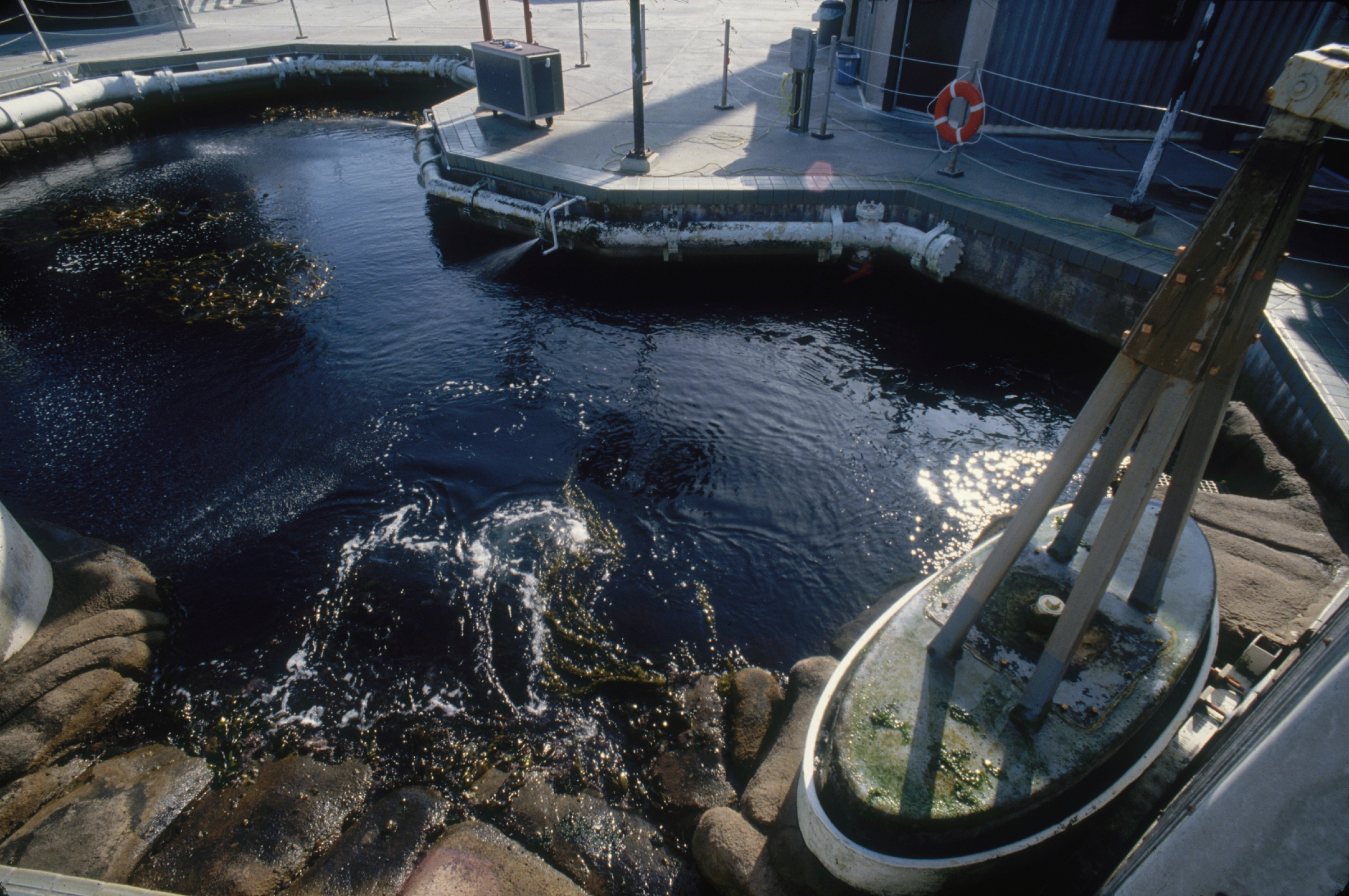 Top-down view of the Kelp Forest Exhibit, showing the surge machine that keeps the water and kelp moving like the ocean