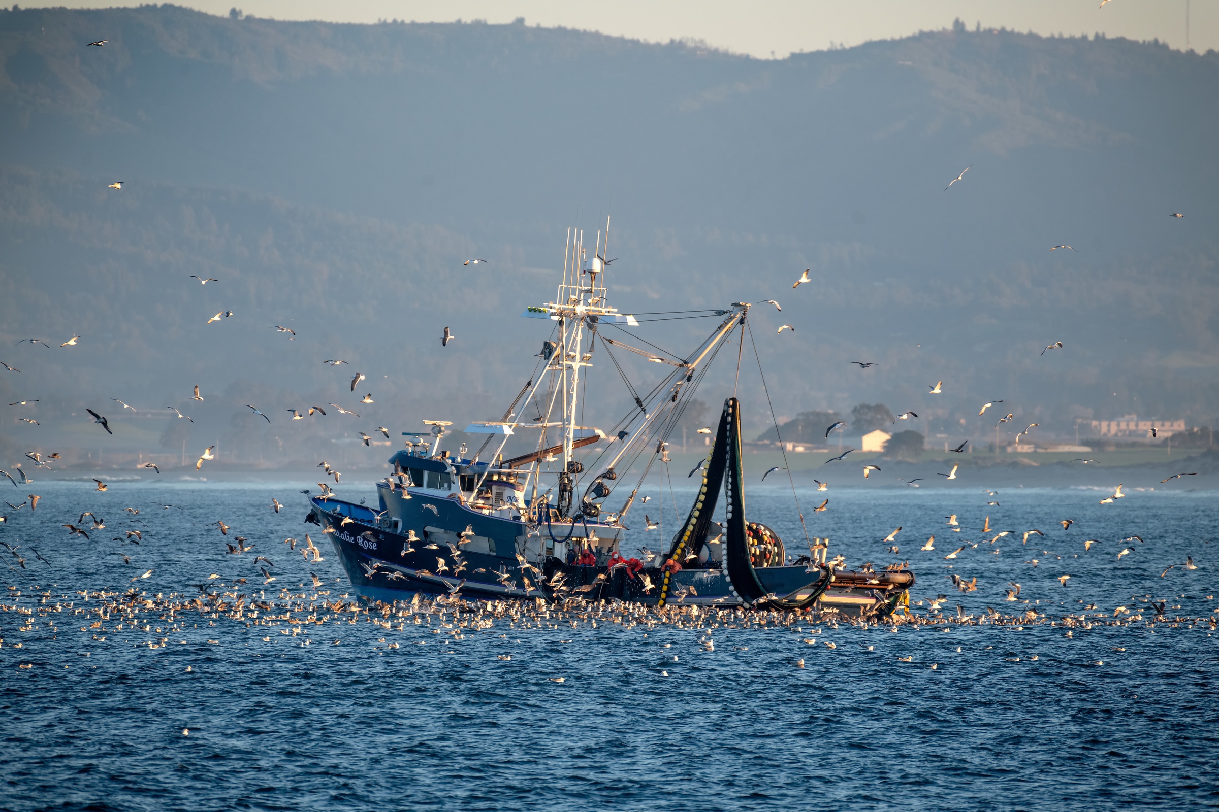 Fishing boat with purse seine nets surrounded by birds in Monterey Bay