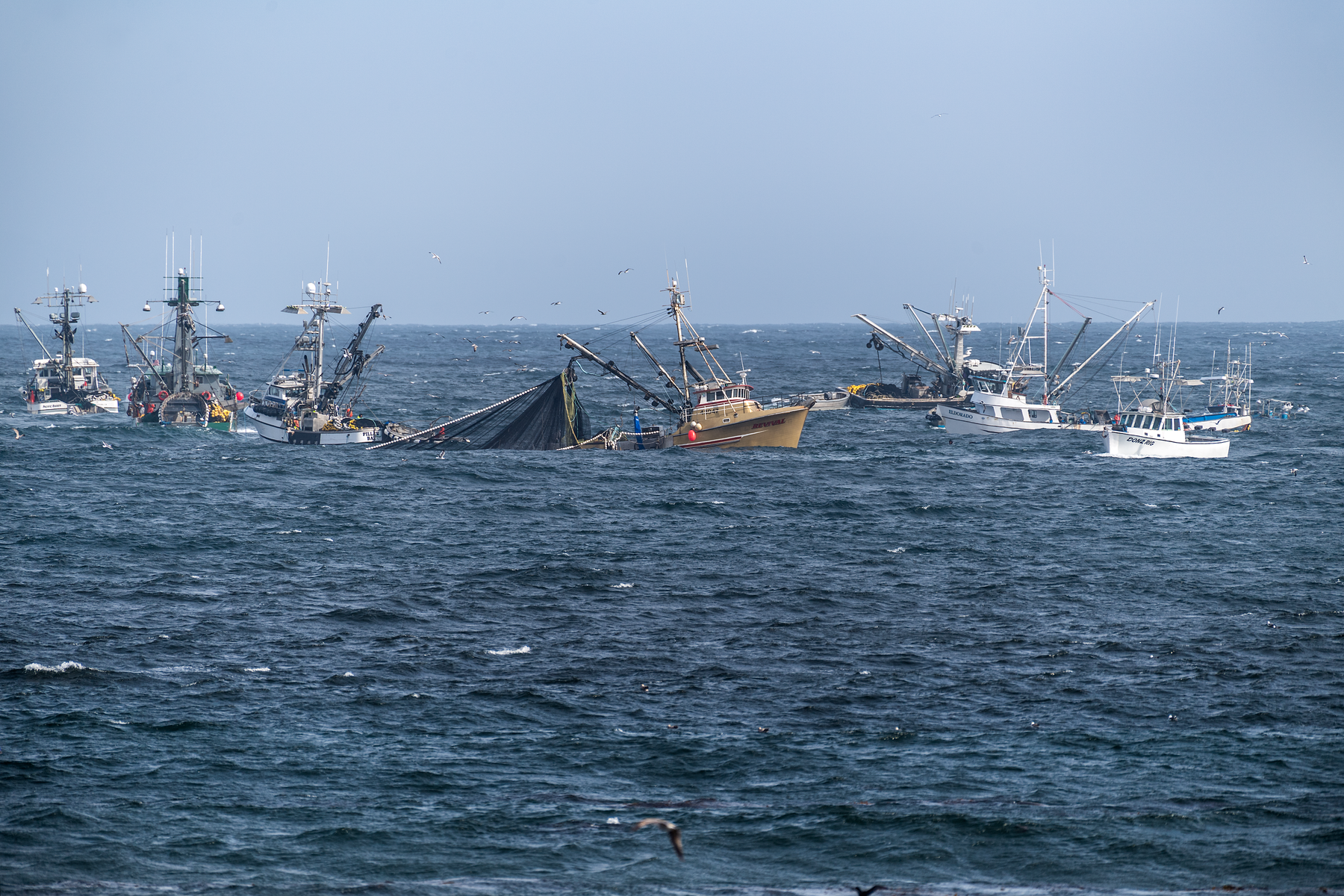 Seven squid boats fishing for squid with purse seine nets in Monterey Bay