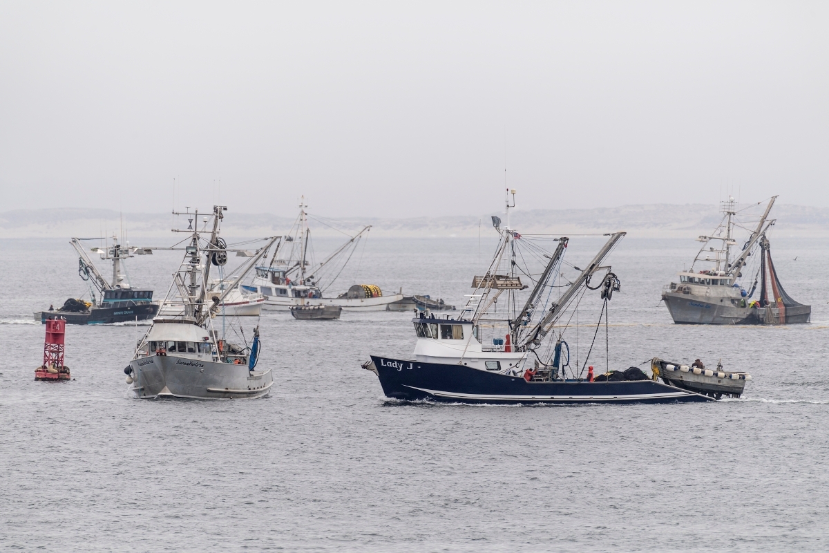 Squid boats fishing for squid with purse seine nets in Monterey Bay