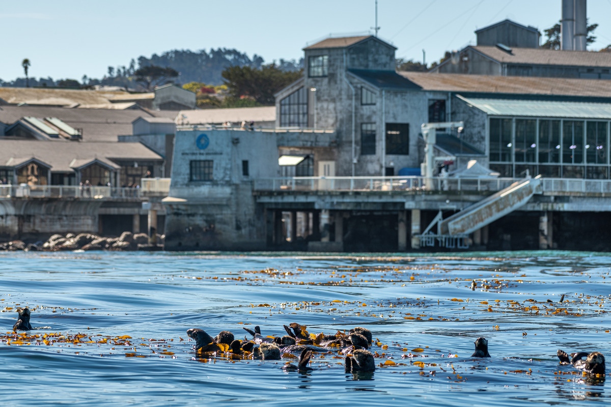 A raft of sea otters floating among golden kelp, with the blue waters of Monterey Bay Aquarium in the background