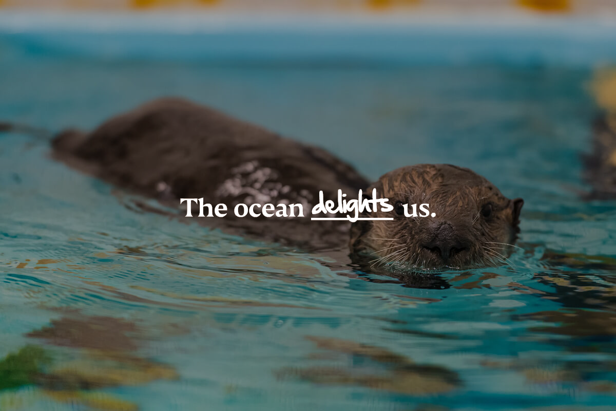 Sea otter pup swimming with his head peaking out from the water