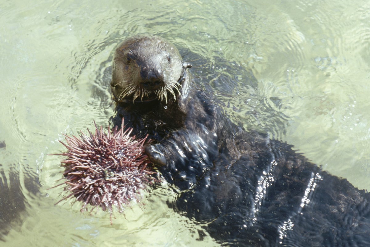 Sea otter Pico