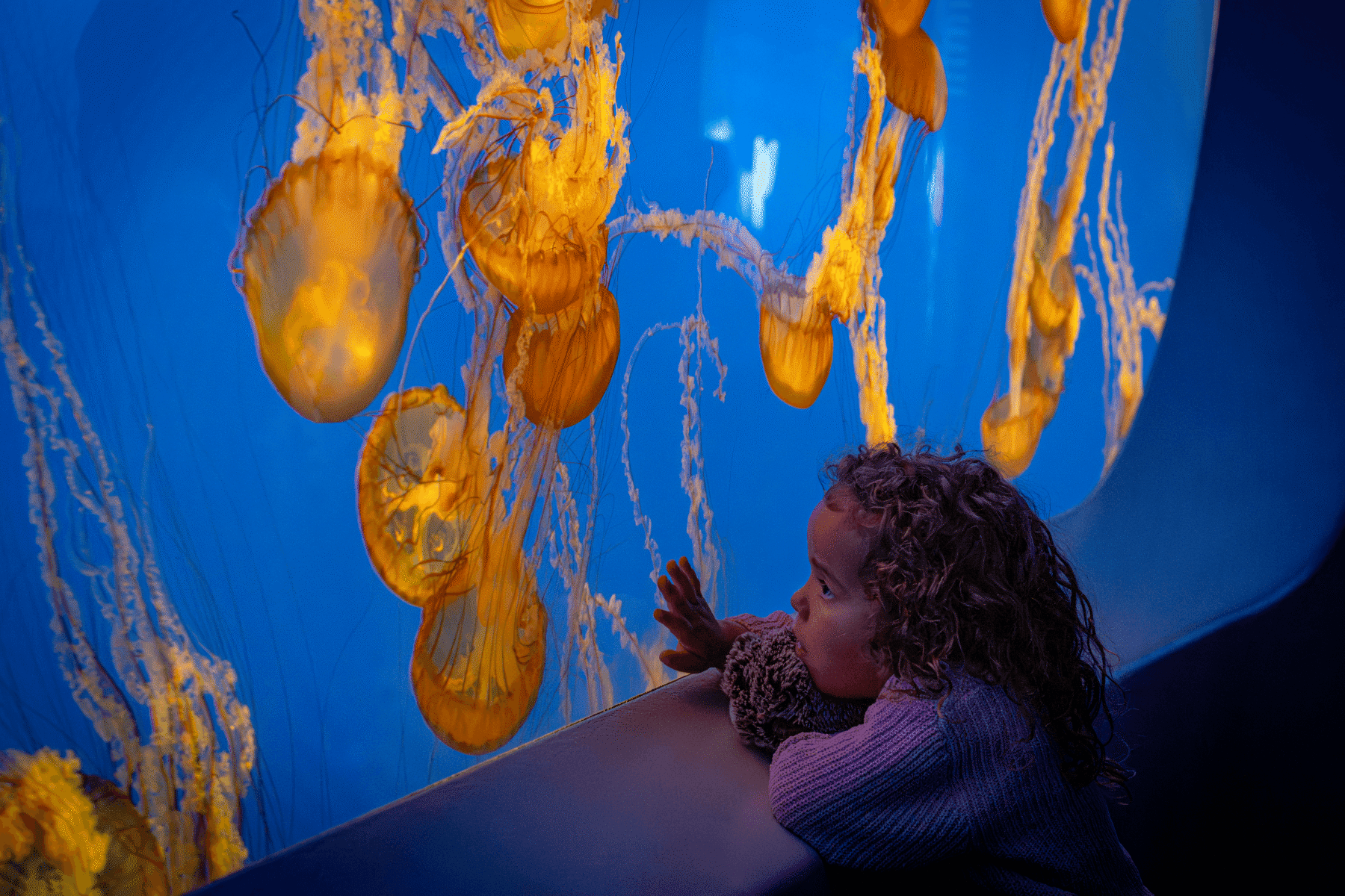 Young visitor with their hand against the glass of the sea nettle exhibit, watching jellyfish float as they lean their head on the edge of the window