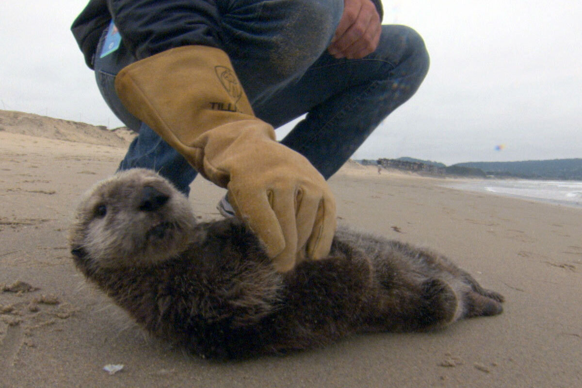 A person wearing a yellow glove bends down to gently touch Luna, a sea otter pup, lying on a sandy beach on a foggy day