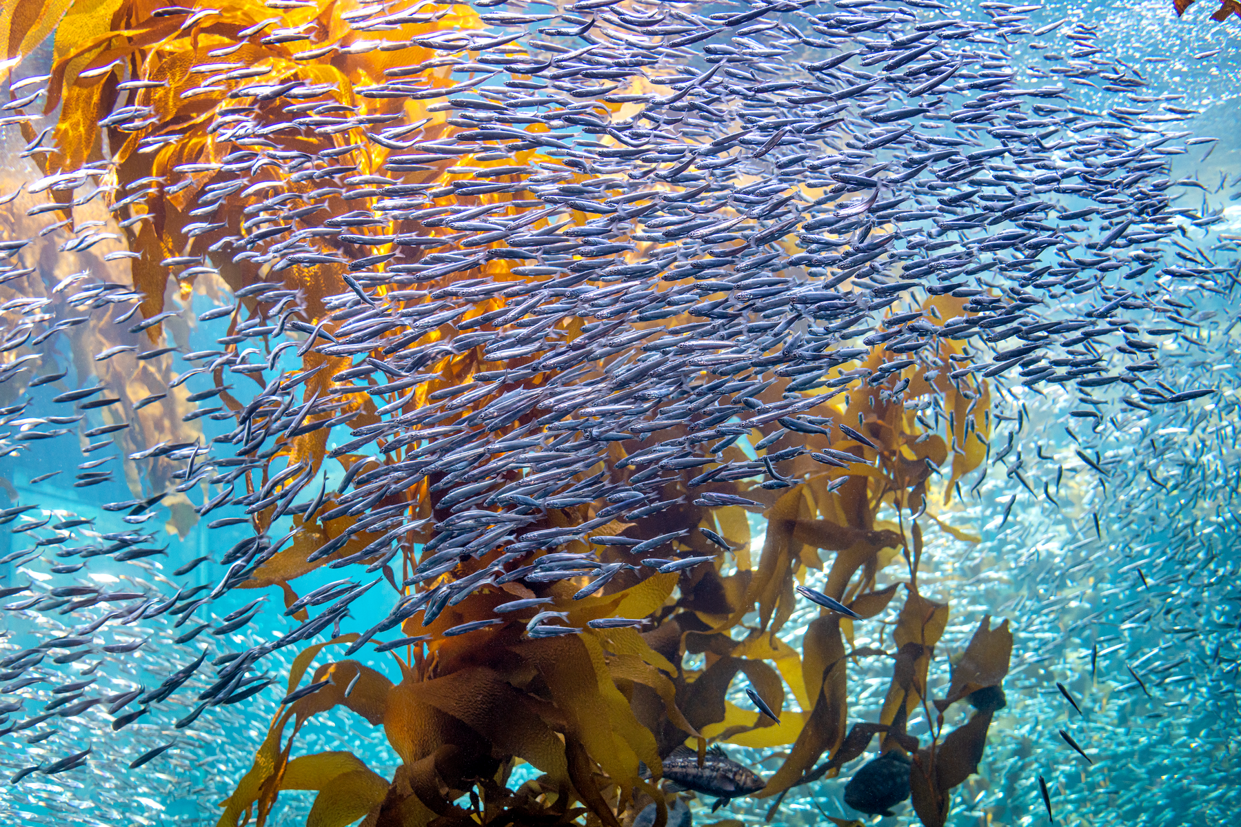 A large school of shimmering anchovy fish swirl together among tall golden kelp fronds in clear blue water of the Kelp Forest Exhibit