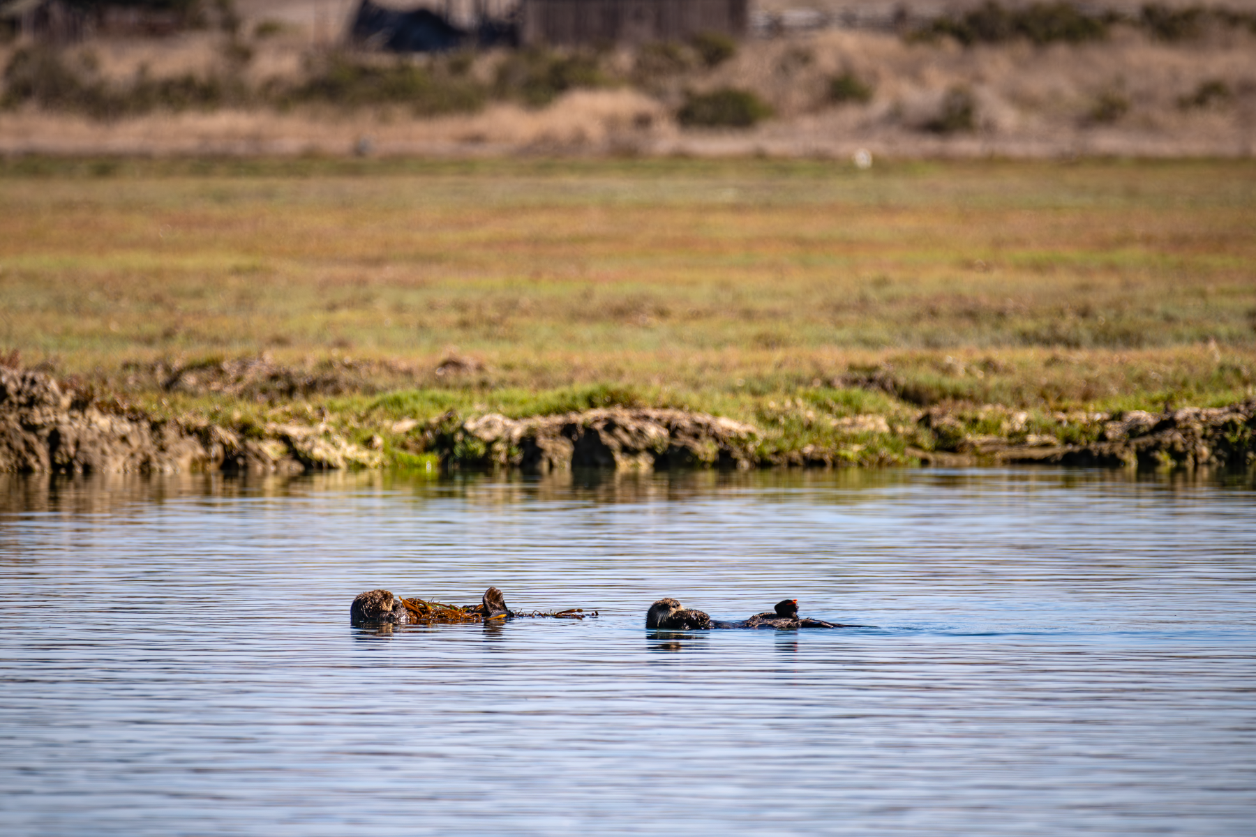 Two sea otters floating on backs in calm estuary water, grassy shoreline visible behind