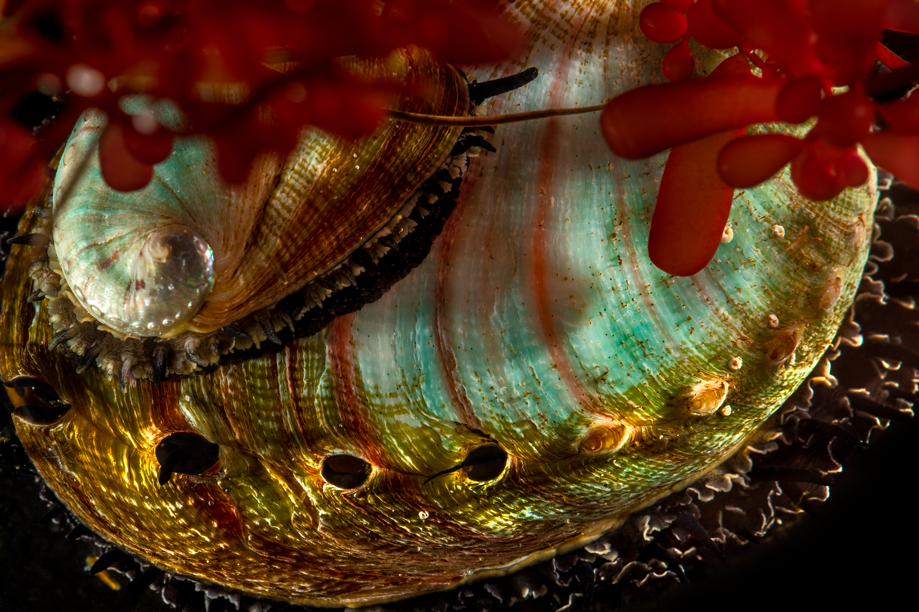 A close-up of a large abalone shell with iridescent teal, gold, and pink colors, partially shaded by bright red sea grapes and seaweed