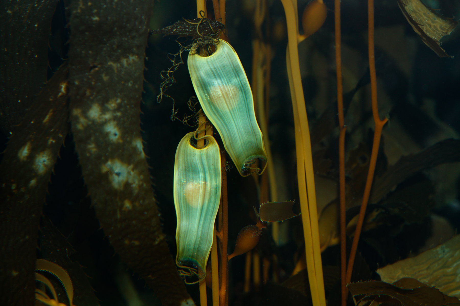 Two translucent, greenish-yellow swellshark egg cases attached to kelp stipes, with visible embryos inside