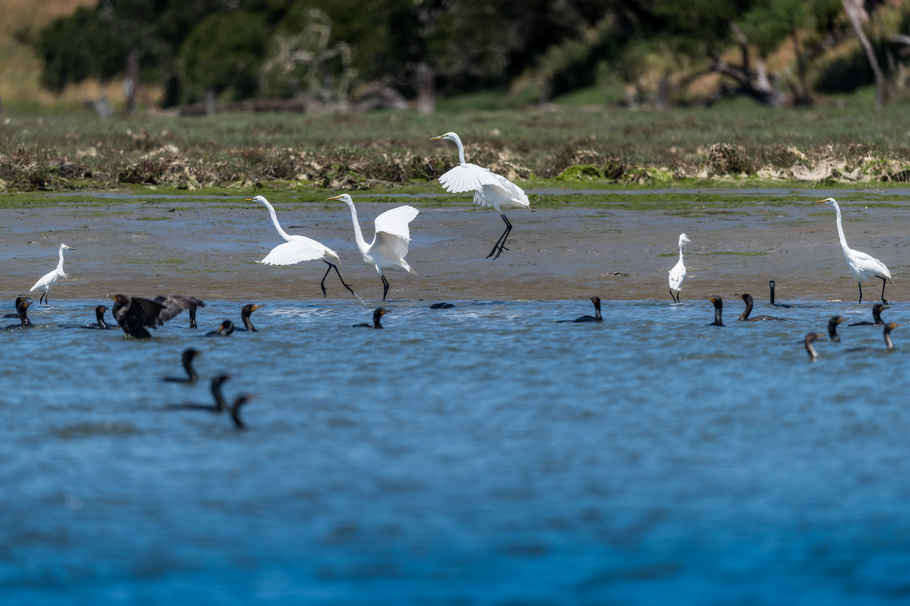 Several white great egrets spread their wings and step through shallow water while dark waterbirds swim in the foreground