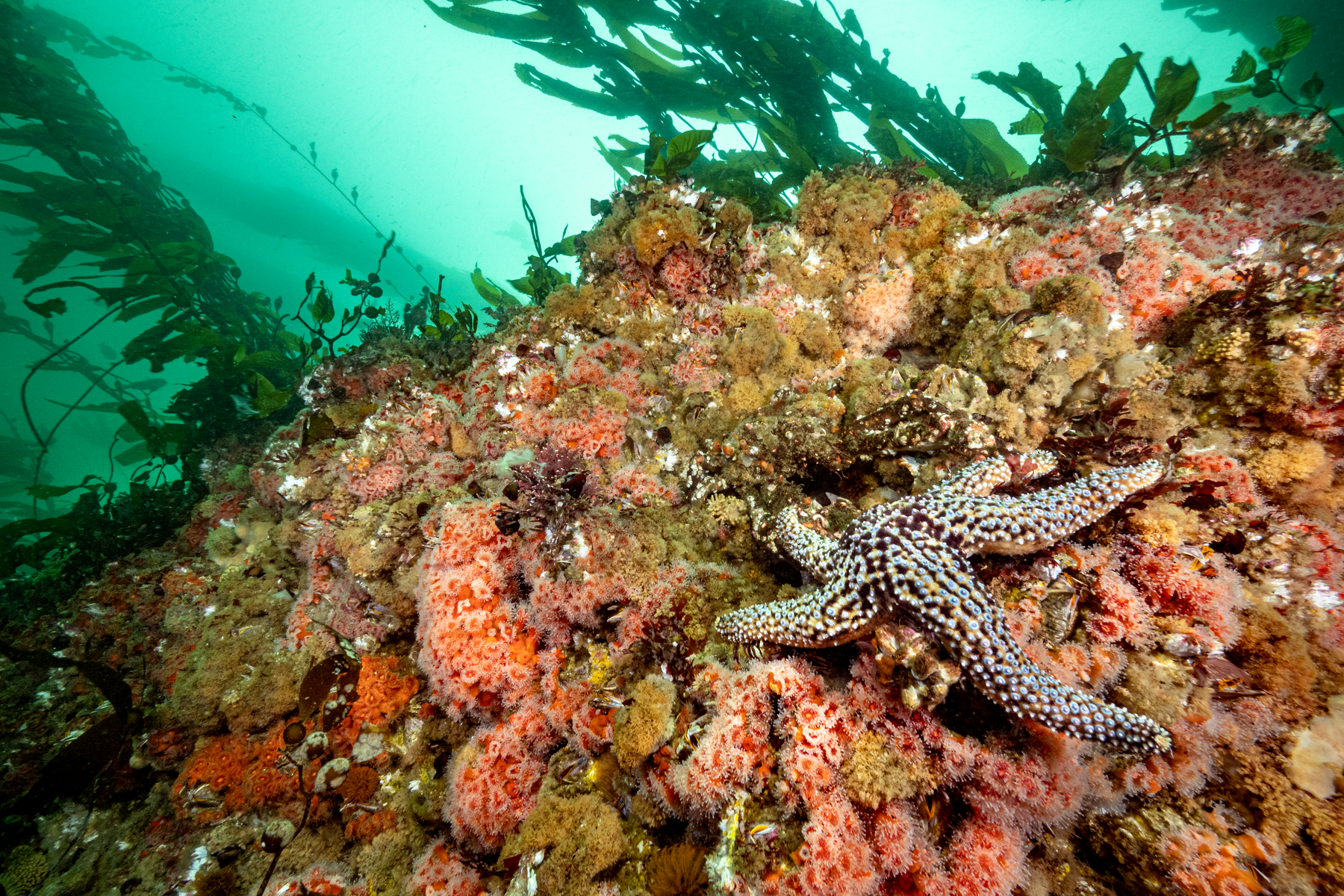 A giant-spined star rests on a rocky reef covered in strawberry anemones, giant acorn barnacles, bryozoans, and a decorator crab, beneath a forest of giant kelp