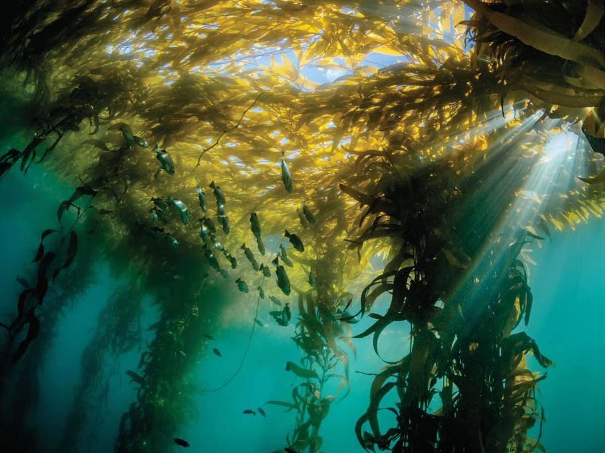 Sunlight streaming through a golden canopy of giant kelp fronds, with small fish silhouetted against rays of light in a turquoise kelp forest