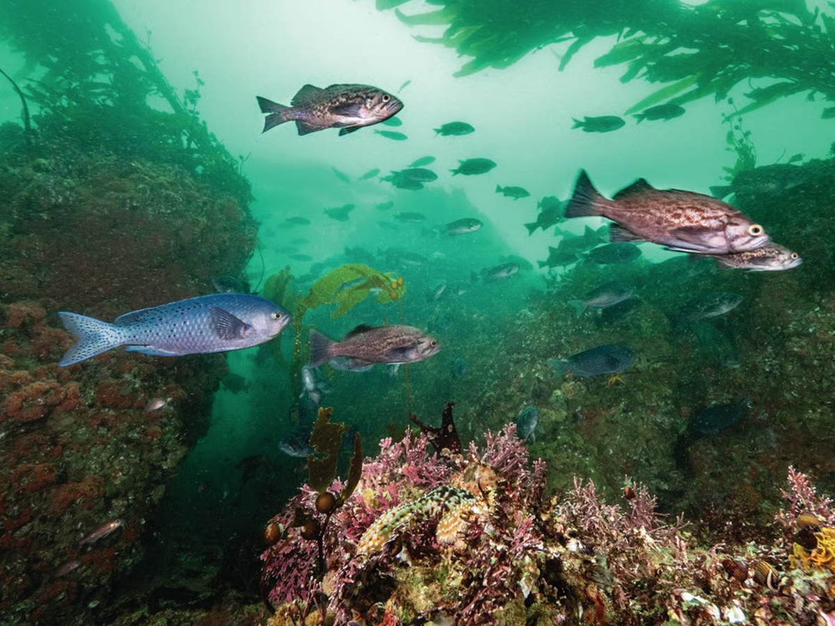 Underwater view of a temperate kelp forest ecosystem featuring various rockfish species and vibrant invertebrate life on rocky reef structures