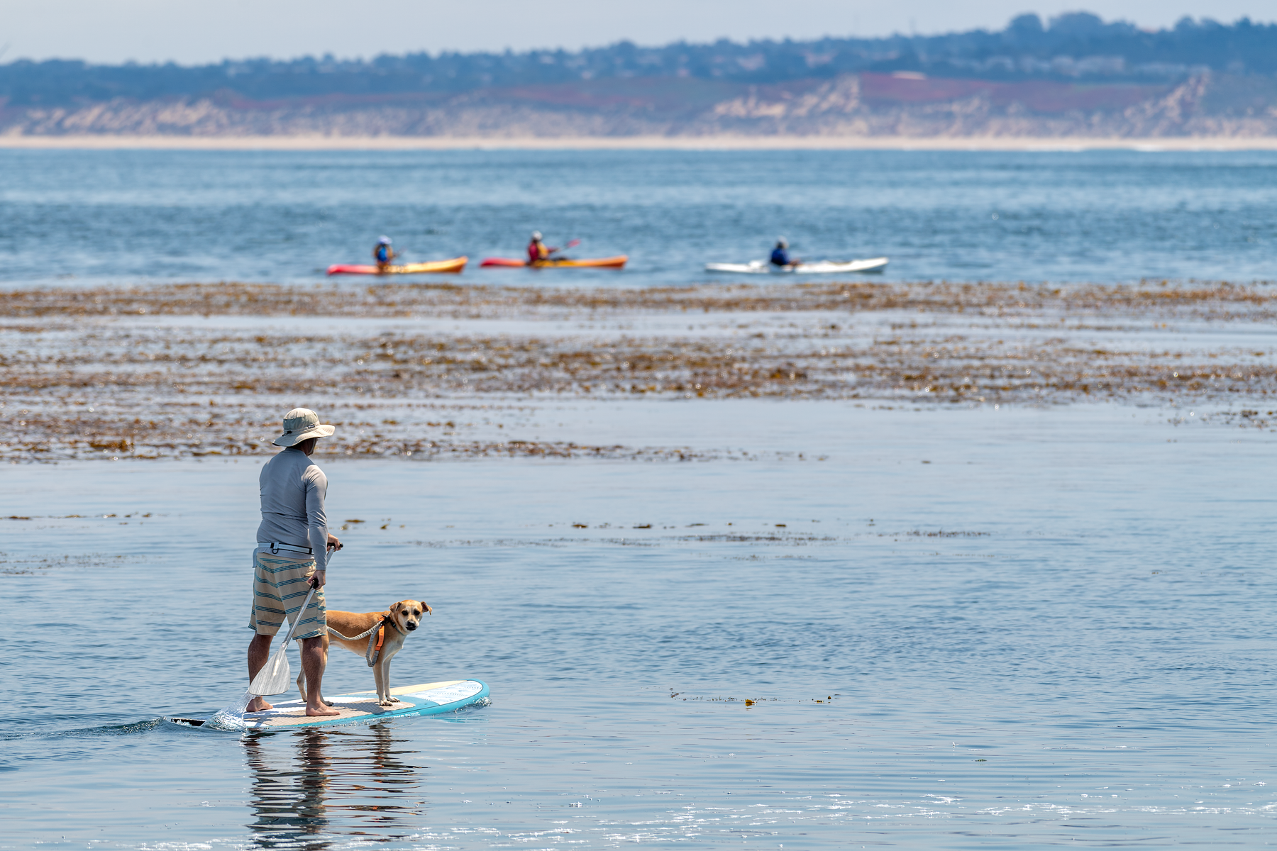 A man paddleboarding with a tan dog standing on the front of the board, with kayakers and a kelp forest in the background under a clear sky.