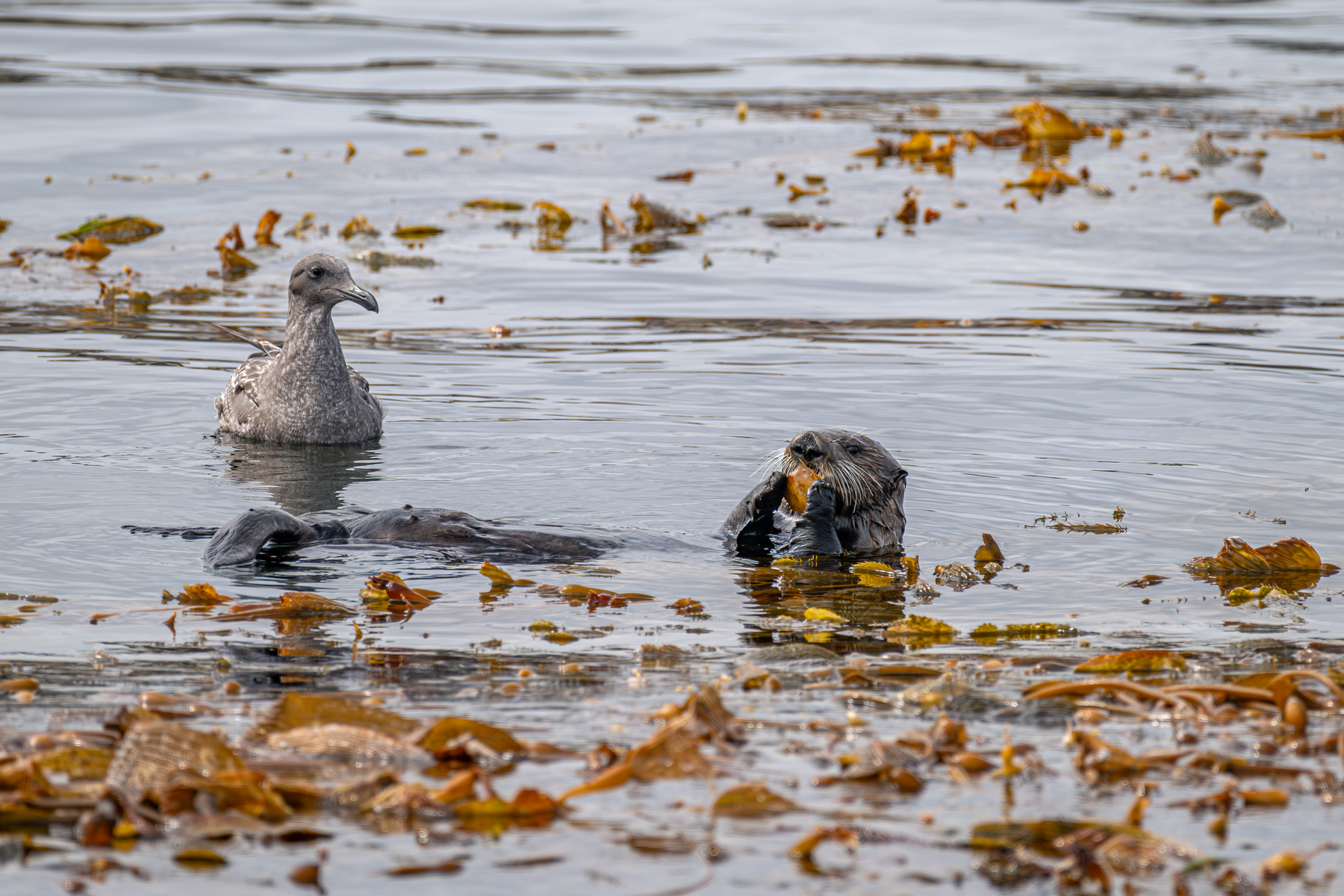 A sea otter floats on its back in a kelp bed, using its paws to eat a crab, while a juvenile Western Gull floats nearby watching closely