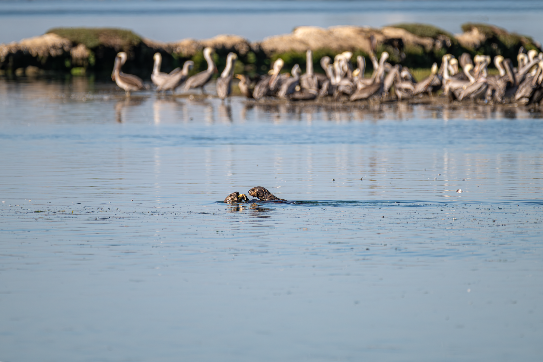 A pair of sea otters interacting in the water at Elkhorn Slough, with a colony of brown pelicans gathered on the shore behind them