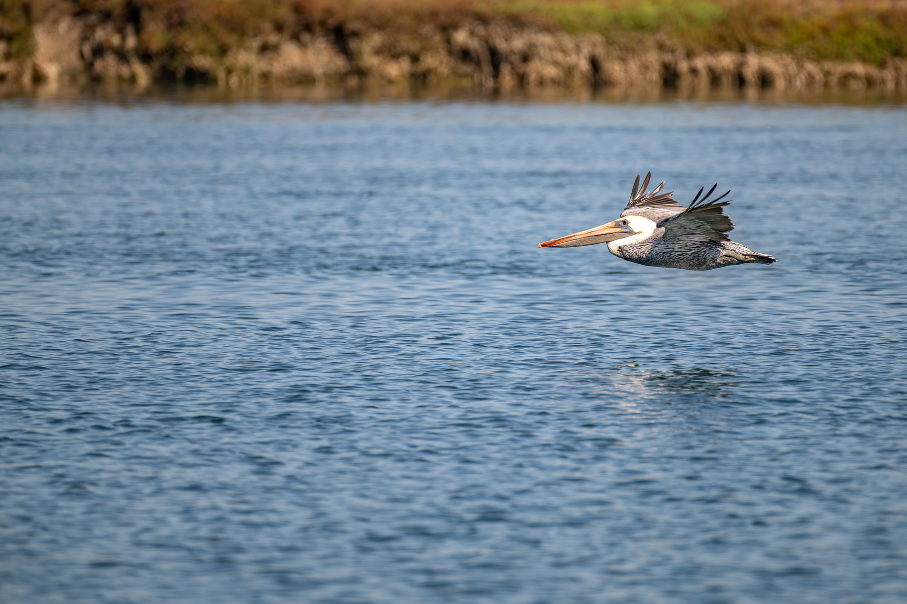 A pair of sea otters interacting in the water at Elkhorn Slough, with a colony of brown pelicans gathered on the shore behind them