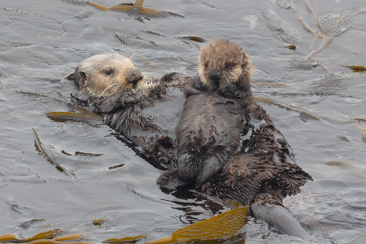A mother sea otter floating on her back in a kelp bed with a fluffy brown pup resting on her chest