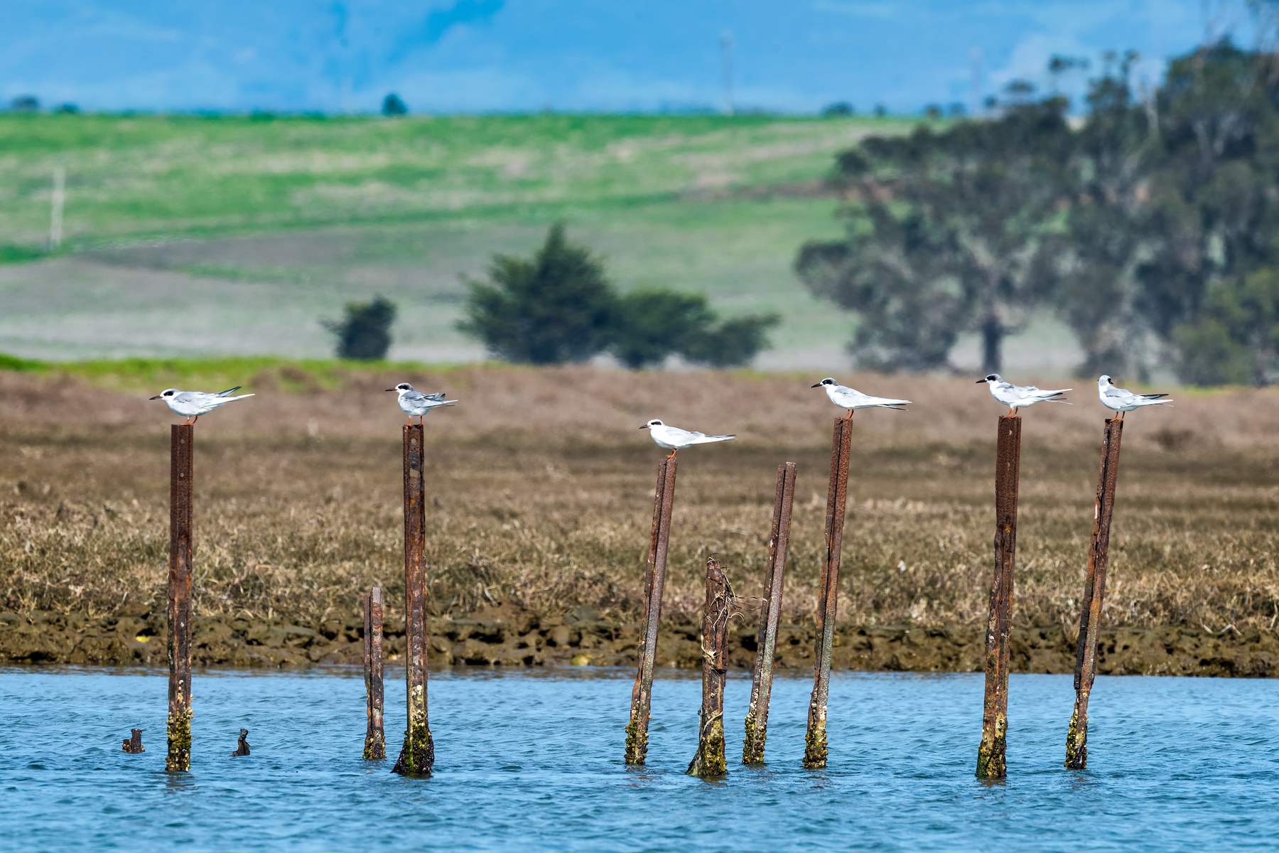 A row of six white terns perched on old wooden posts rising from blue water, with grassy wetlands and trees in the background