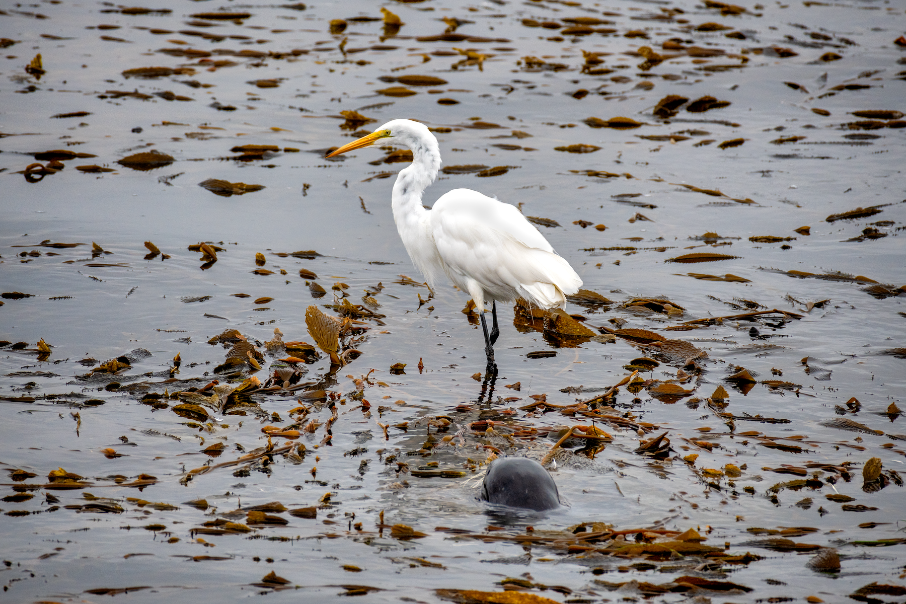 A great egret with white plumage and a yellow beak stands in shallow water filled with kelp, while a harbor seal’s head surfaces just in front of it