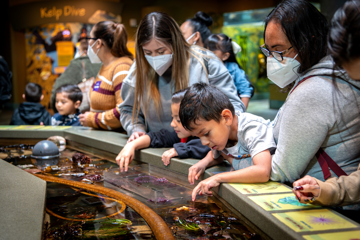 Two Head Start preschoolers lean over an Aquarium touch pool filled with bits of kelp and seaweed. Their caregivers look on over the students' shoulders while other program participants stand in the background.