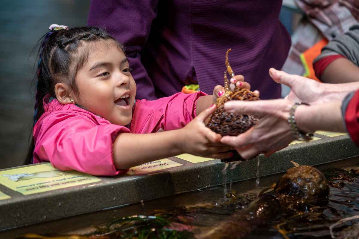 A Head Start student with a look of happy wonder reaches over the touch pool to grab a kelp holdfast.