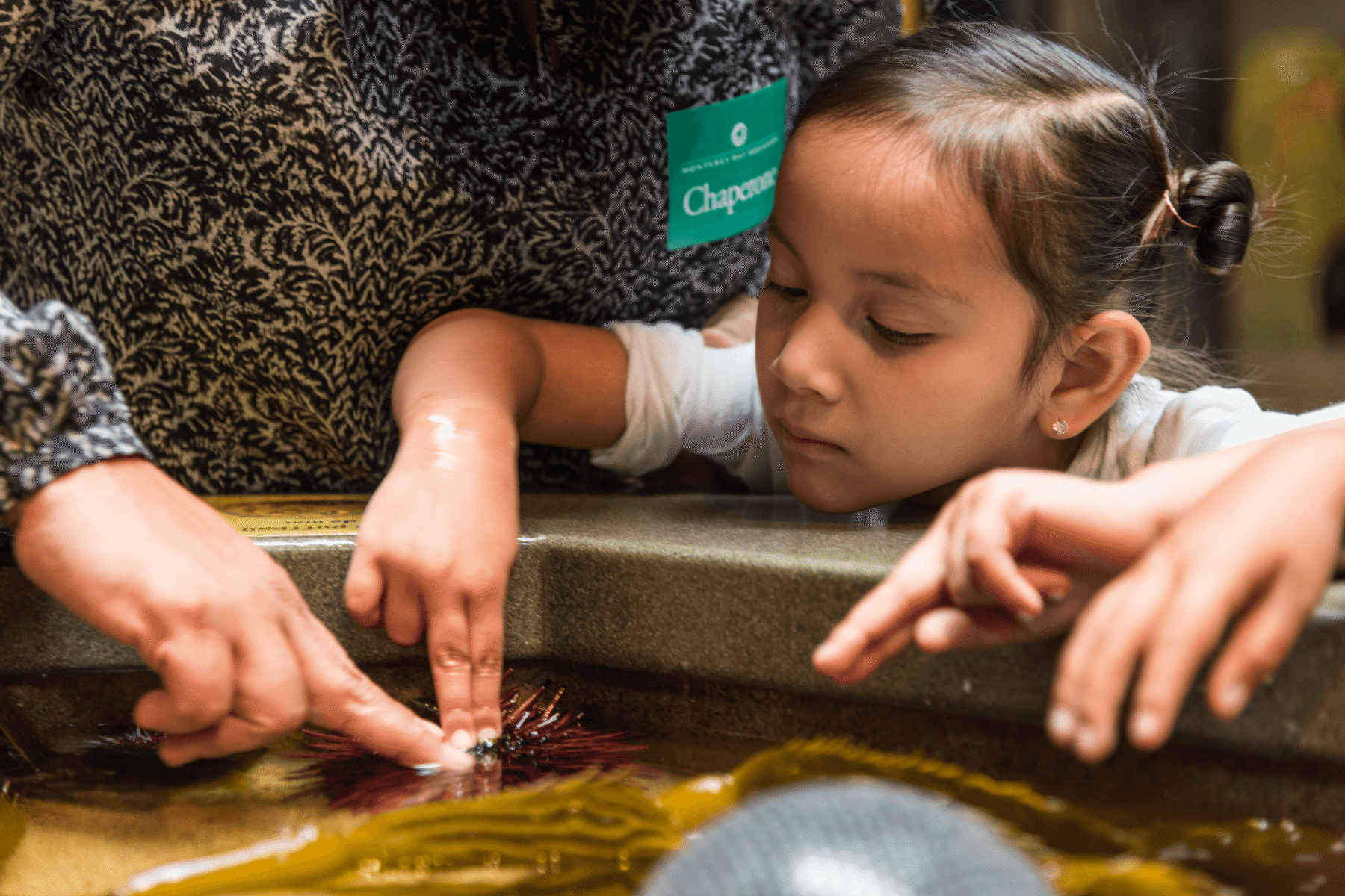 Young child leaning in to closely observe a sea urchin in a touch exhibit, with a chaperone guiding the interaction from behind
