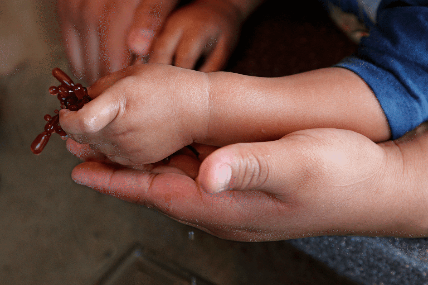 Close-up of a child's wet hand holding a small piece of red sea creature, cradled in an adult's open palm
