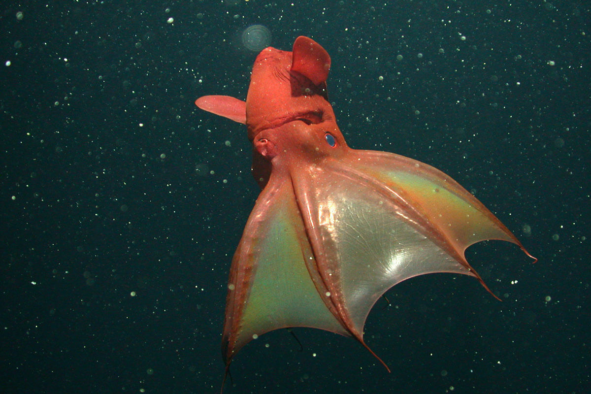 A deep-red vampire squid swimming in the dark ocean, displaying its translucent webbing between its arms like a cloak, surrounded by white marine snow