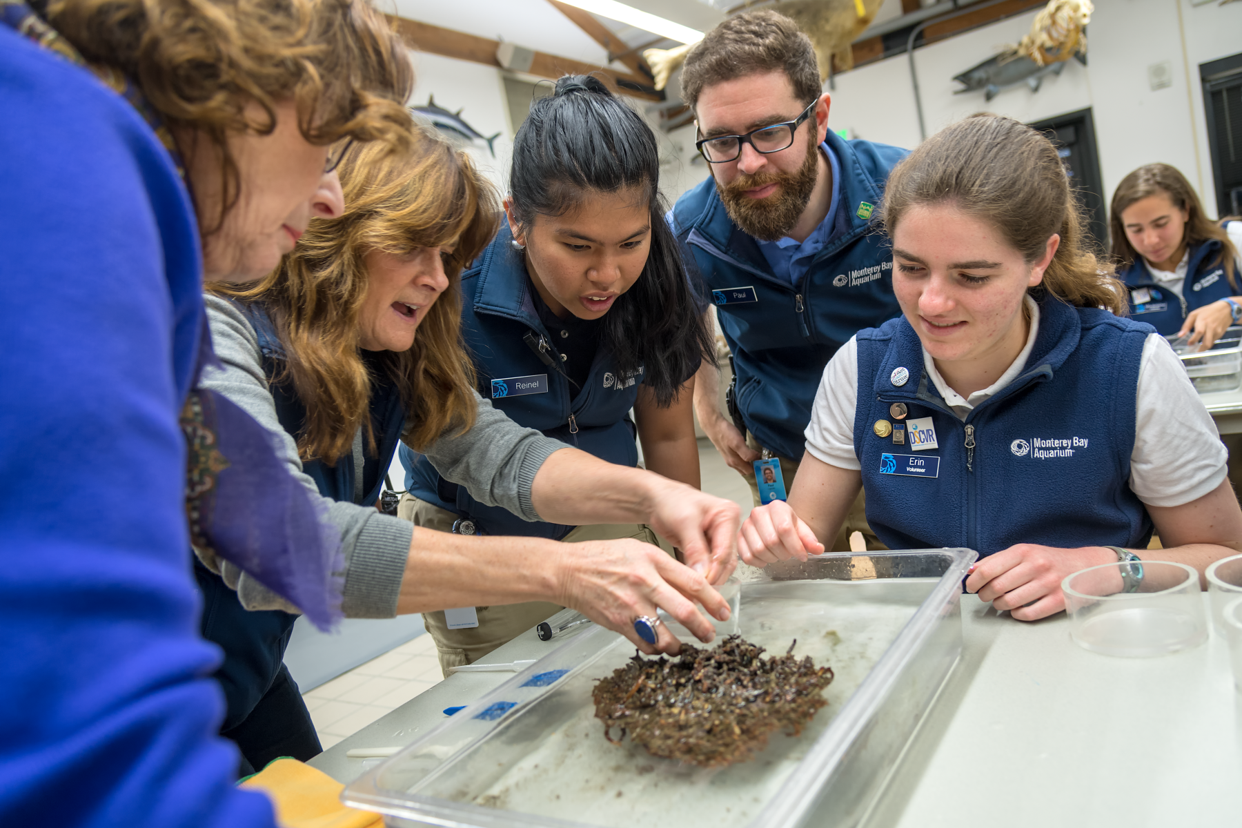 Monterey Bay Aquarium staff member and volunteers gathered around a tray of marine specimens, examining them closely together