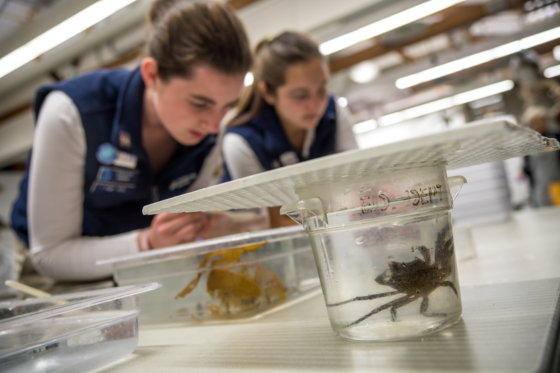 Students looking closely at ocean specimens in the Discovery Lab