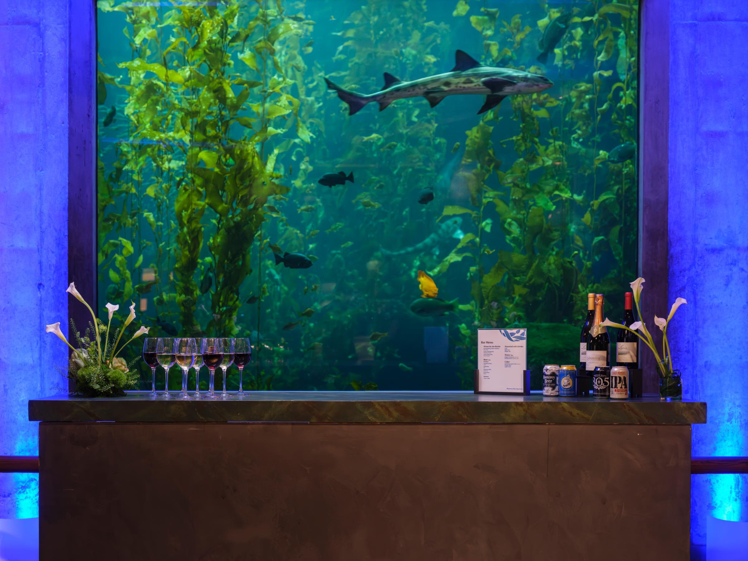 An empty bar counter set with a drink menu and various beverage options in front of a window looking into the Aquarium's Kelp Forest exhibit where a leopard shark and several fish swim through the thriving kelp