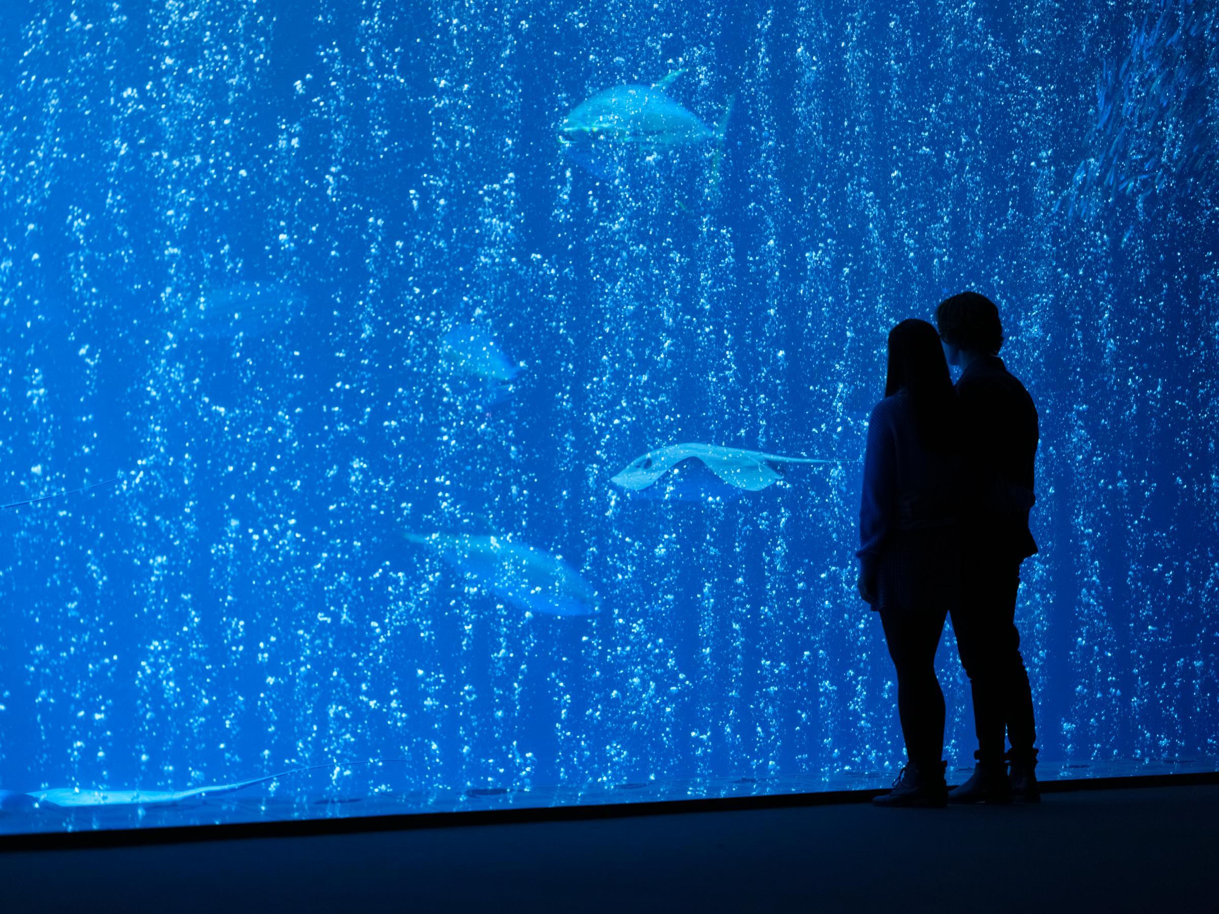 The shadowy figures of two people standing together and looking at the yellowfin tunas, pelagic stingrays, and other animals gliding through the Open Sea exhibit