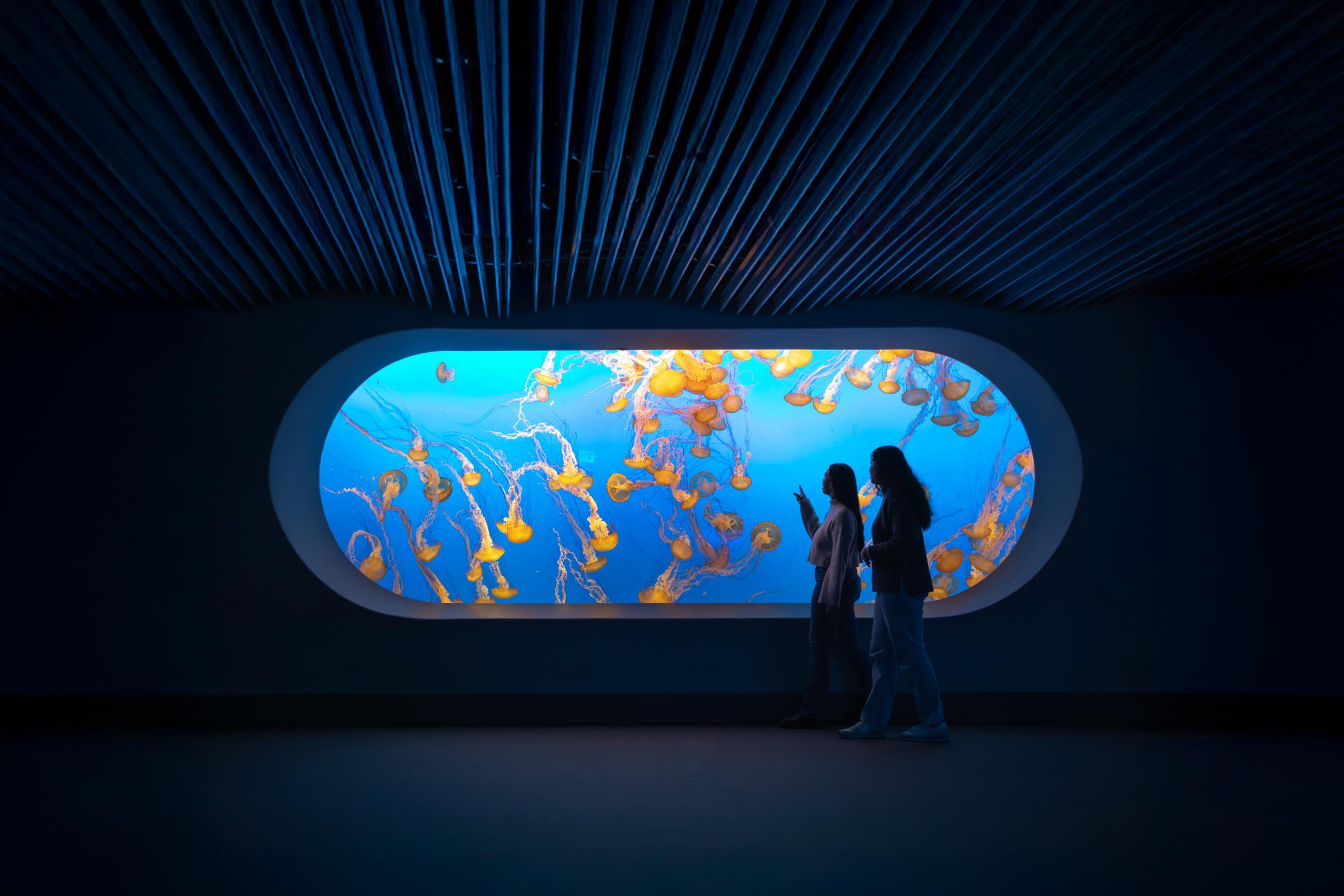 Two shadowed figures looking and pointing at the bright orange sea nettle jellies as they walk past the pill-shaped exhibit window