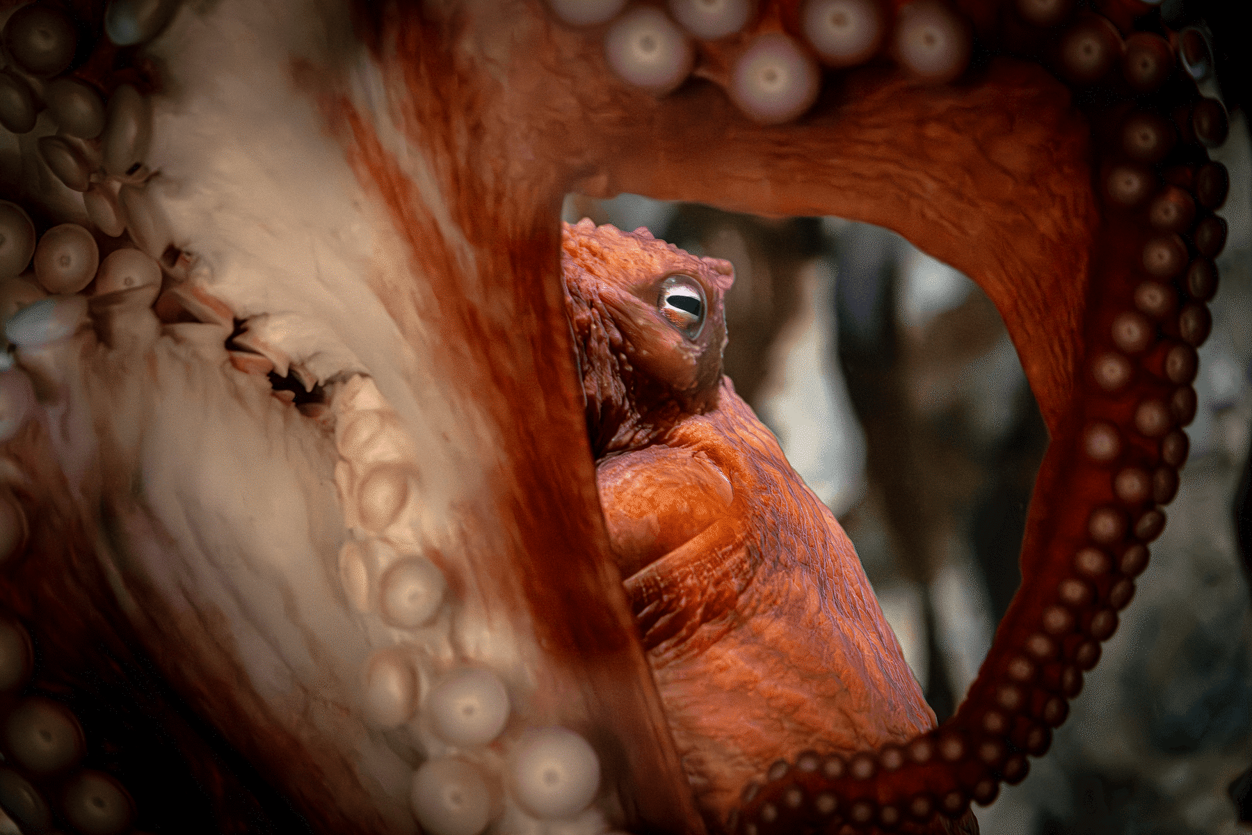 A giant Pacific octopus eye in between two tentacles
