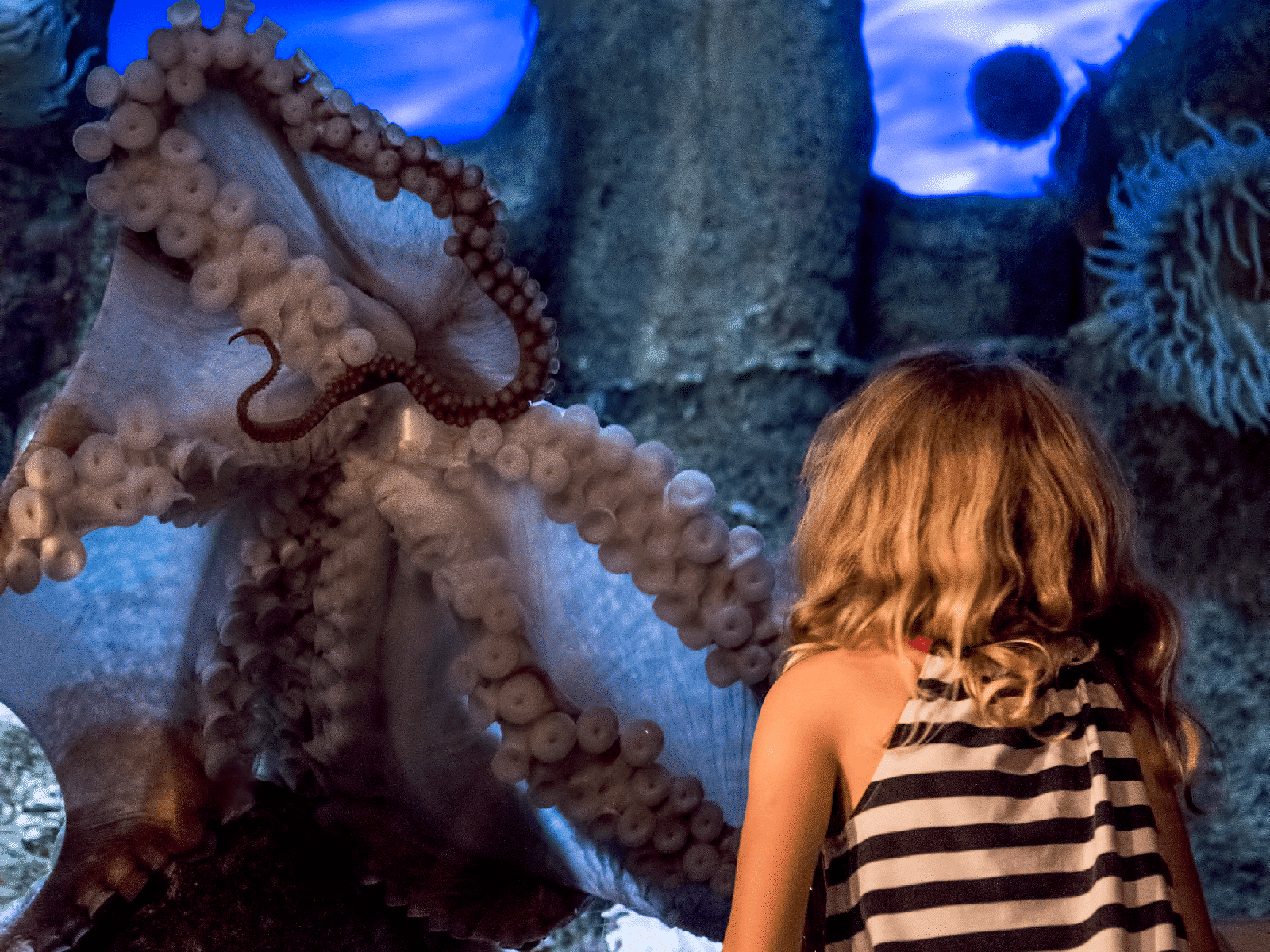 A view from behind a young guest wearing a striped shirt, watching the giant Pacific octopus spread its arms across the exhibit window