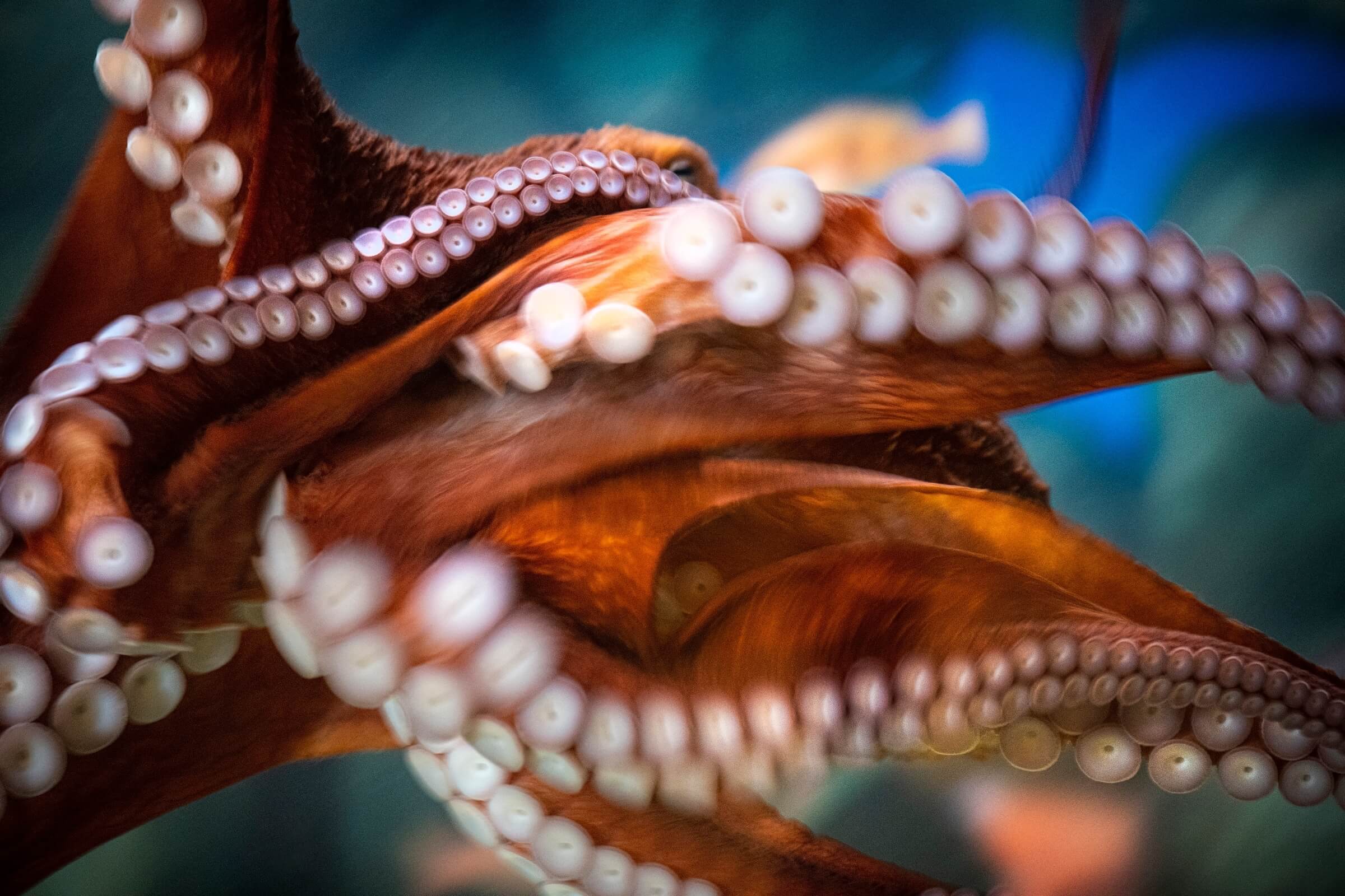 Octopus with reddish arems covered in white suckers, spread wide against a blurred teal and blue