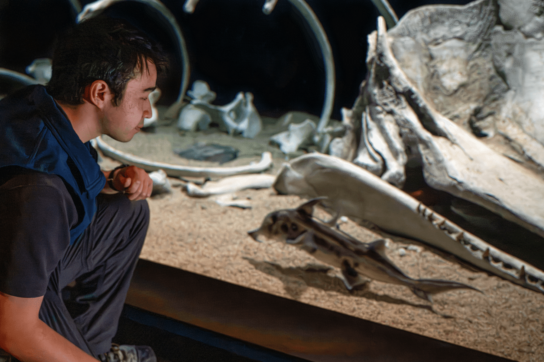 A man looks at the Whale Falls exhibit in the Deep Sea Gallery at Monterey Bay Aquarium, a large whale skeleton is seen with a shark swimming among the whale bones