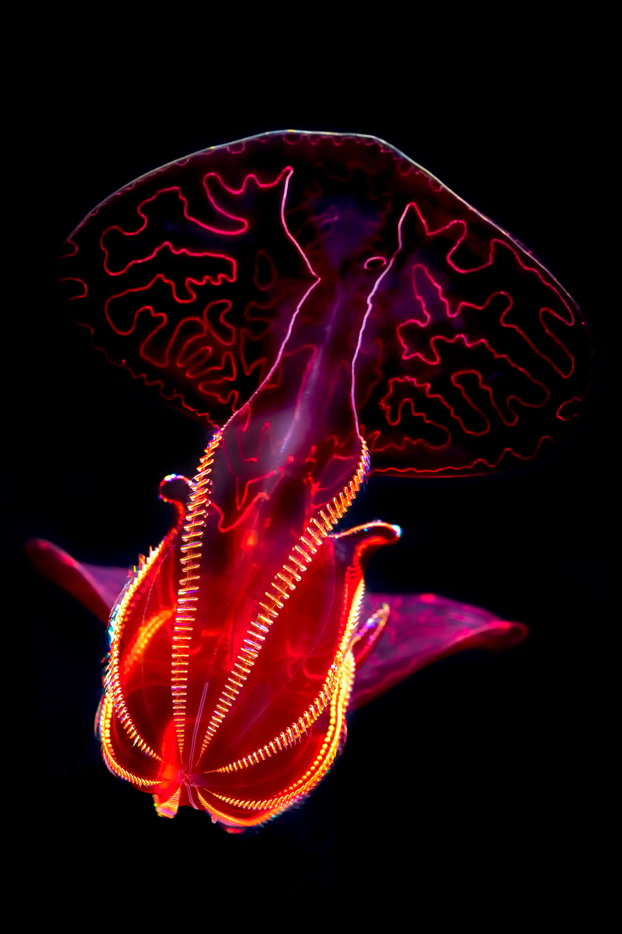 A vertical upclose look s a bloodybelly comb jelly with vibrant red and pink and orange colors