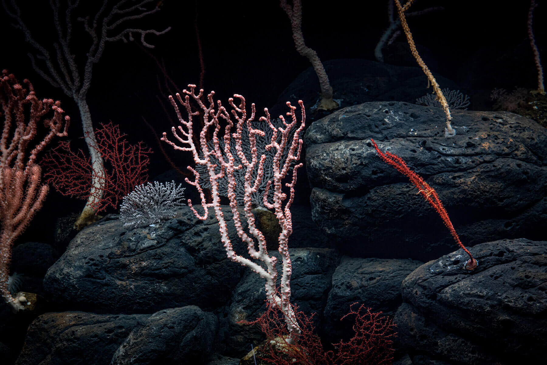 Coral community with bubblegum coral