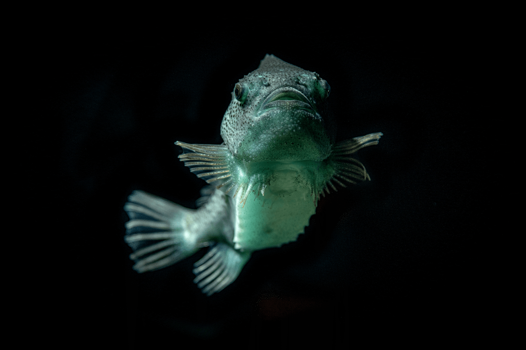 A lumpfish against a black backdrop appearing slightly light green