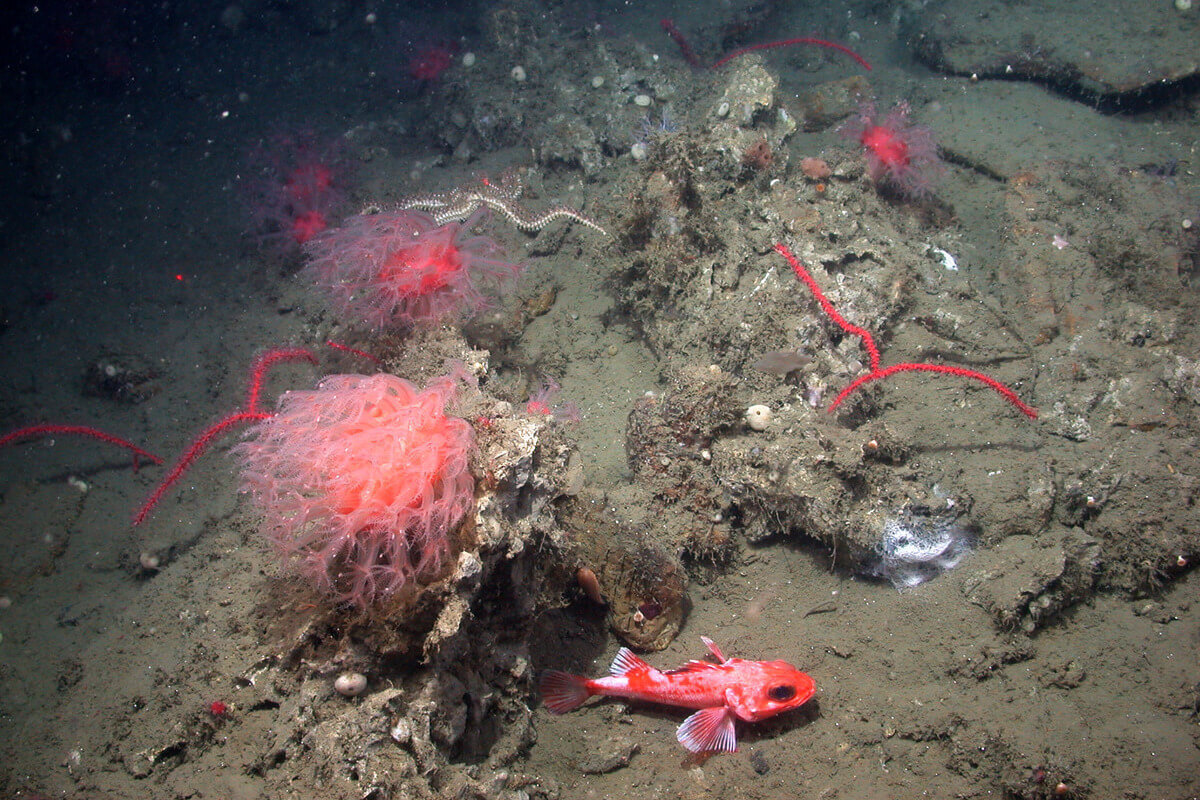 A shot underwater of a muddy ocean floor with a bright orange fish scooting along the bottom