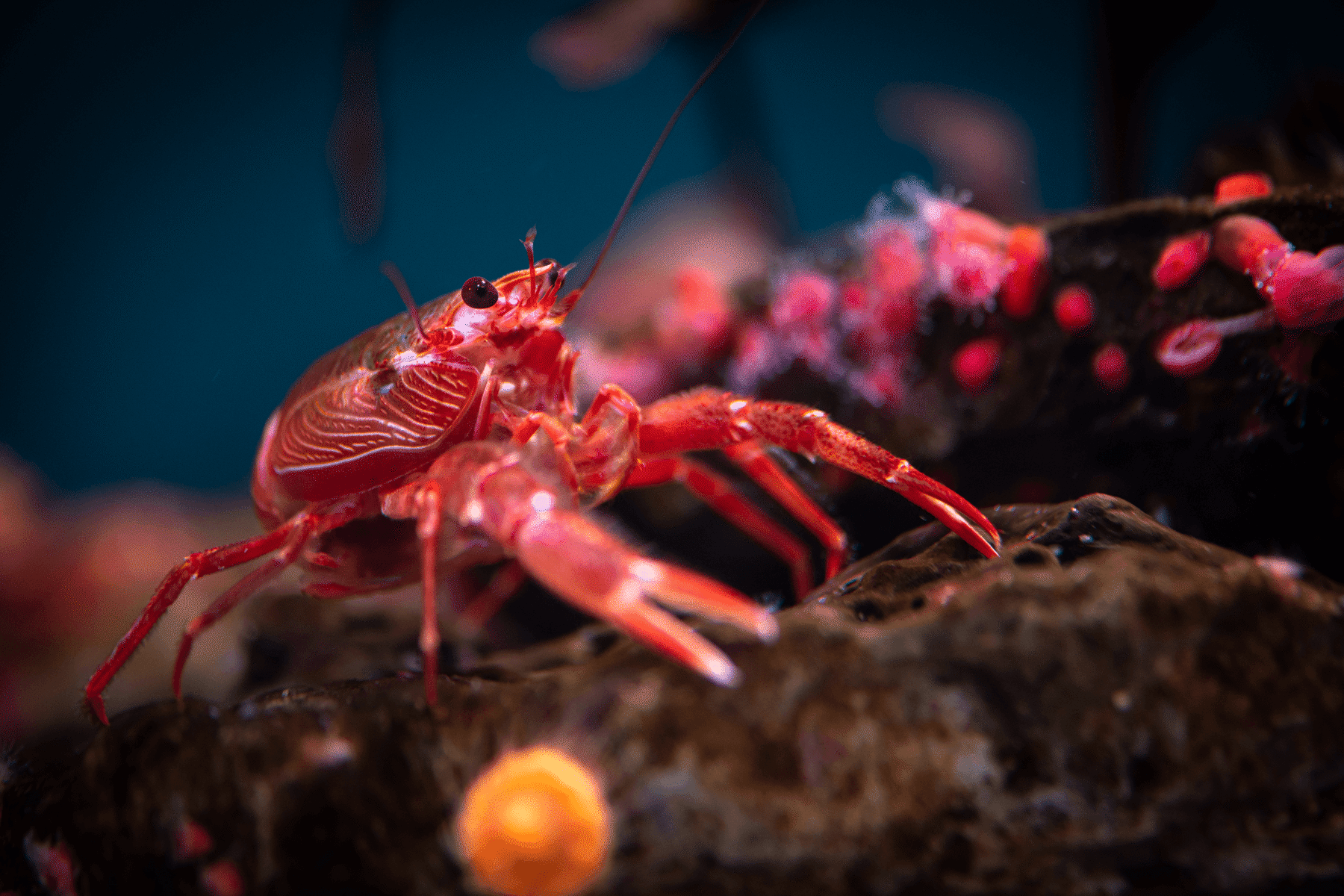 Close-up of a bright red pelagic red crab with long antennae perched on a dark rock in an aquarium exhibit
