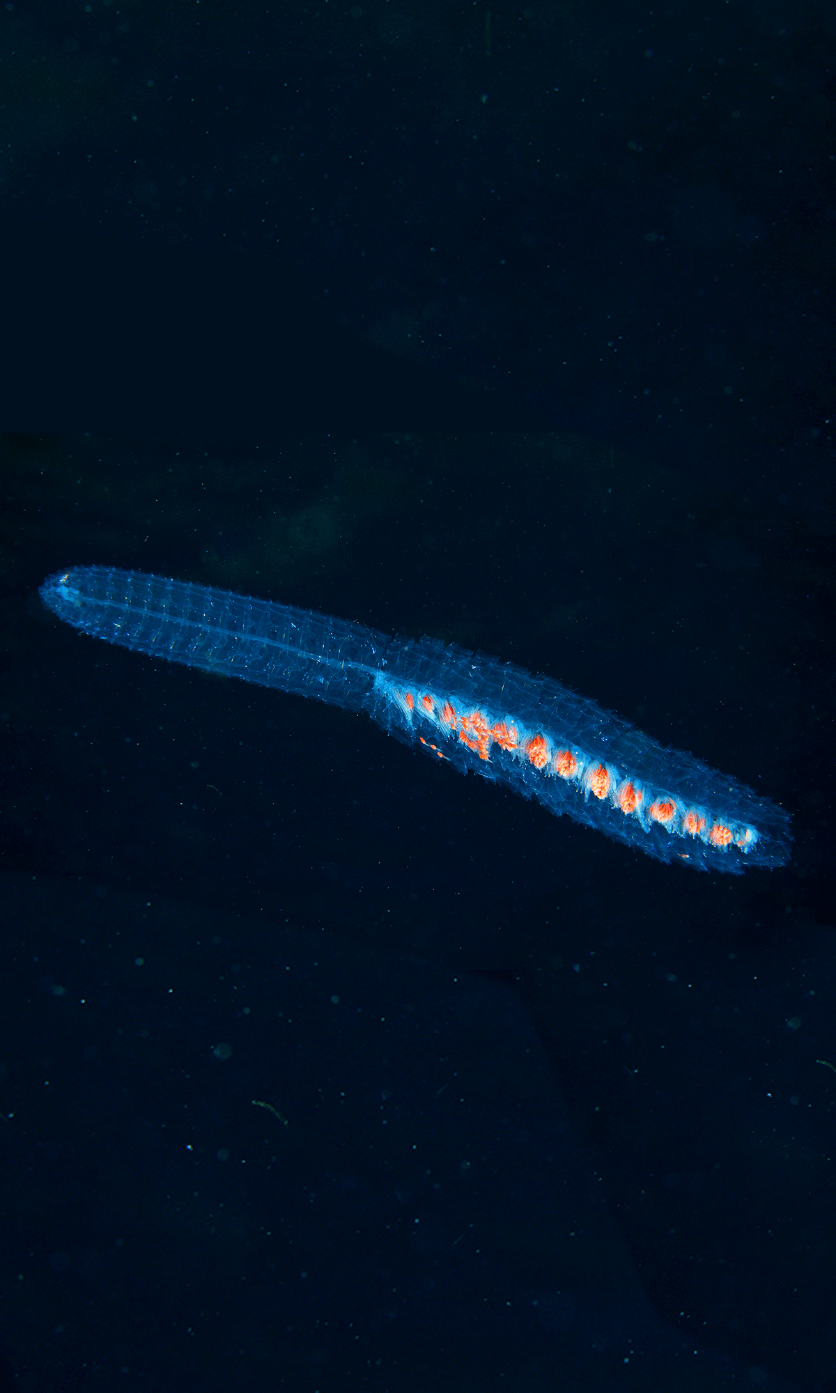 A vertical red spotted siphonophore against a black backdrop, looking slightly blue with orange detail amidst light