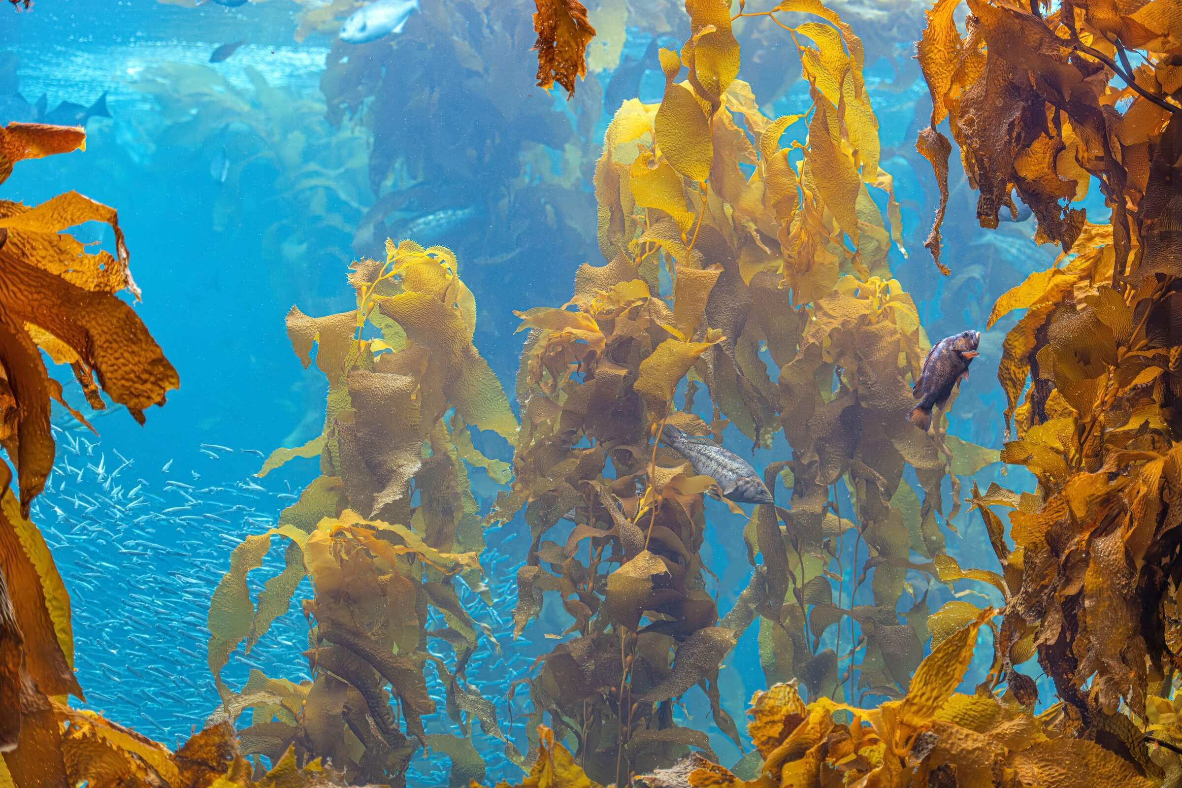 Kelp in the Kelp Forest exhibit at the Monterey Bay Aquarium
