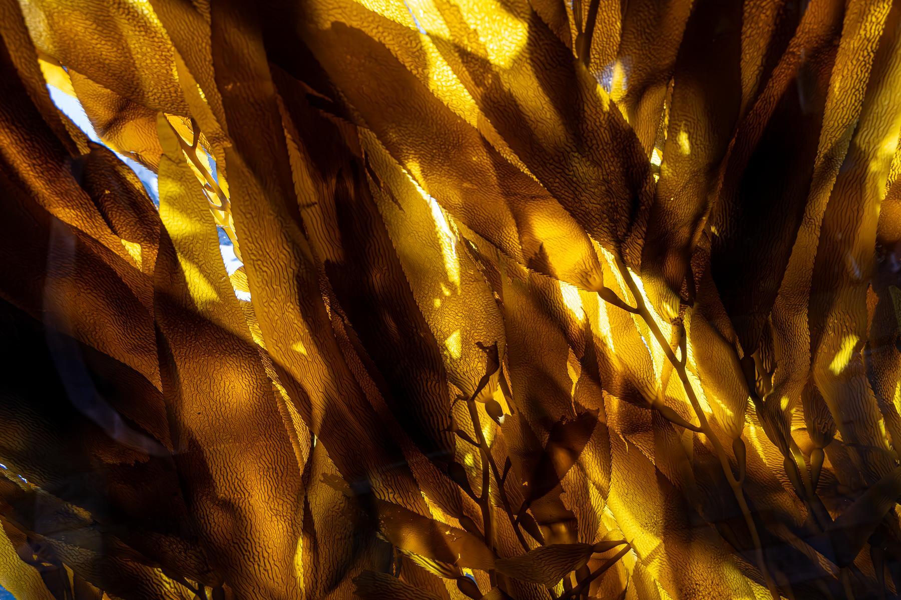 A canopy of sunlit kelp fronds