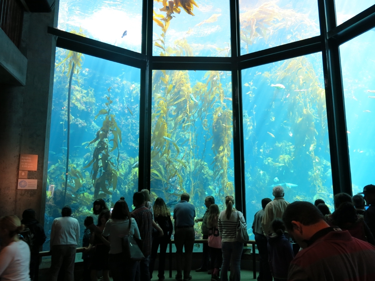 Group of visitors standing in front of large windows of kelp forest exhibit looking at swaying kelp, fish and sharks