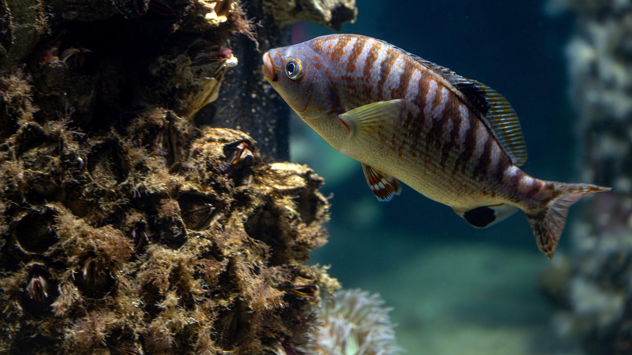 A Rainbow surfperch feeds off the life clinging to a wharf piling