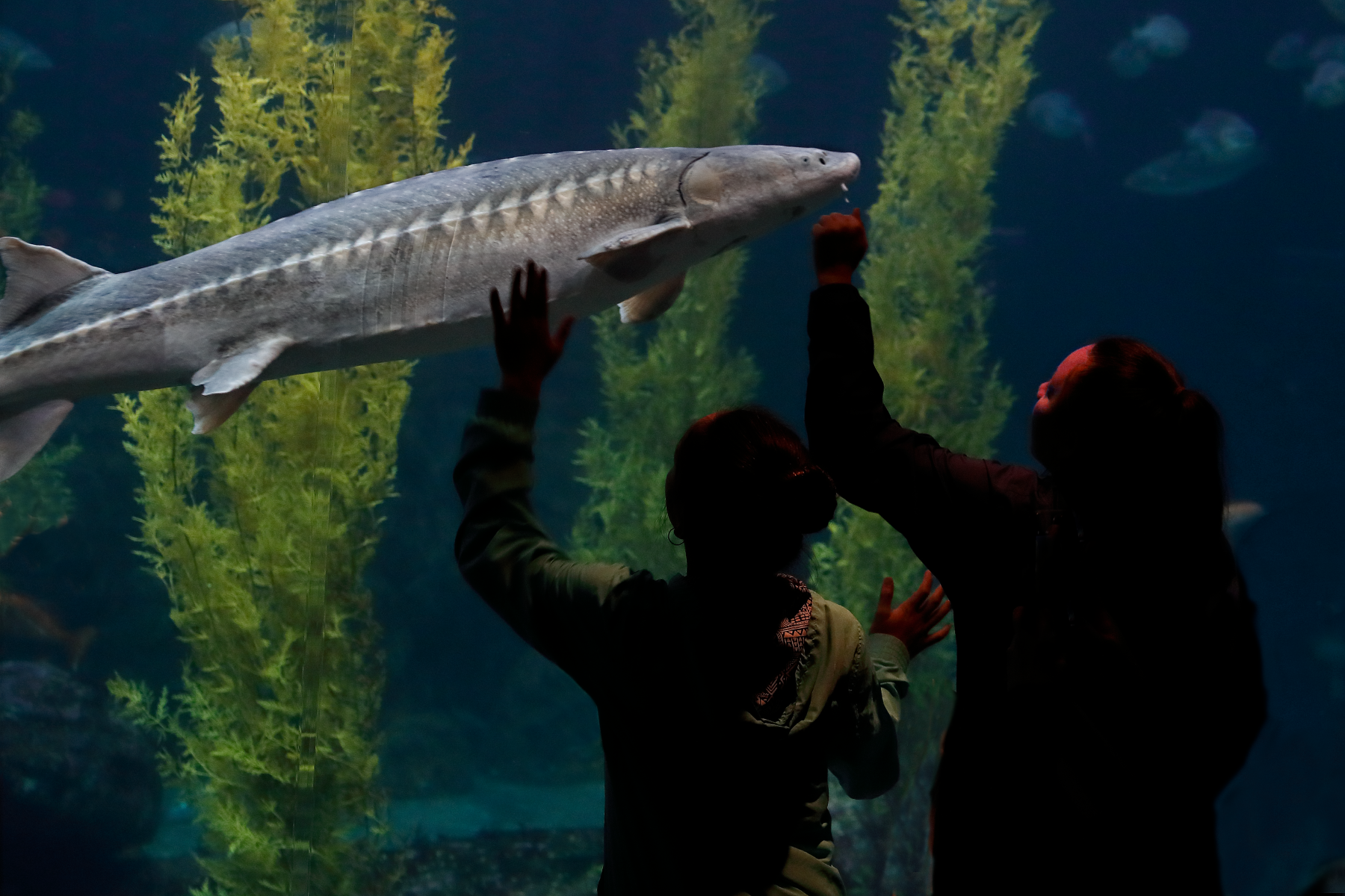 A view from behind two young visitors looking into the dark Monterey Bay Habitats window, with a large sturgeon swimming by as the visitors raise their hands