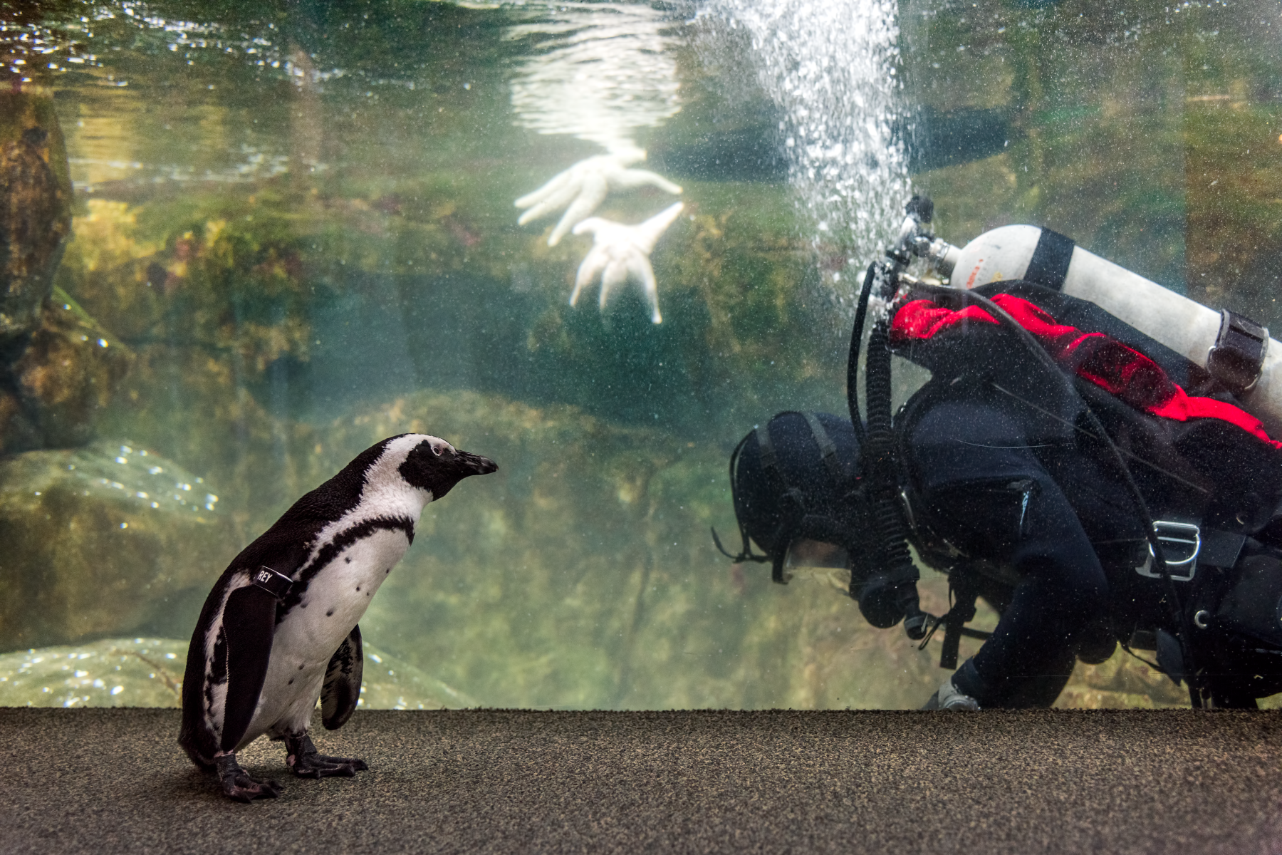 One of the Monterey Bay Aquarium's African penguins explores the exhibits before opening hours during a regular early morning enrichment program